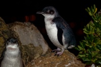 Tucnak nejmensi - Eudyptula minor - Little Penguin - korora 7464